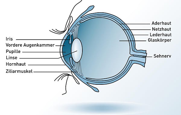 Auge Anatomie Augenlaser